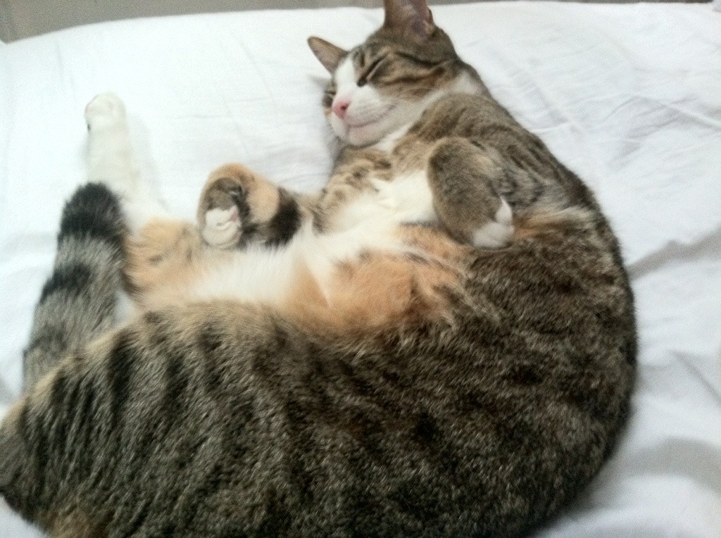 _老鹰快攻犀利，比赛精彩不断_，老鹰秒训