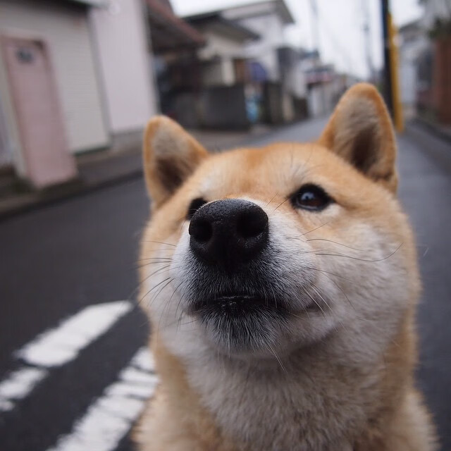 开云体育下载-“意甲豪门再度交锋，追逐联赛冠军目标明确”，意甲队伍