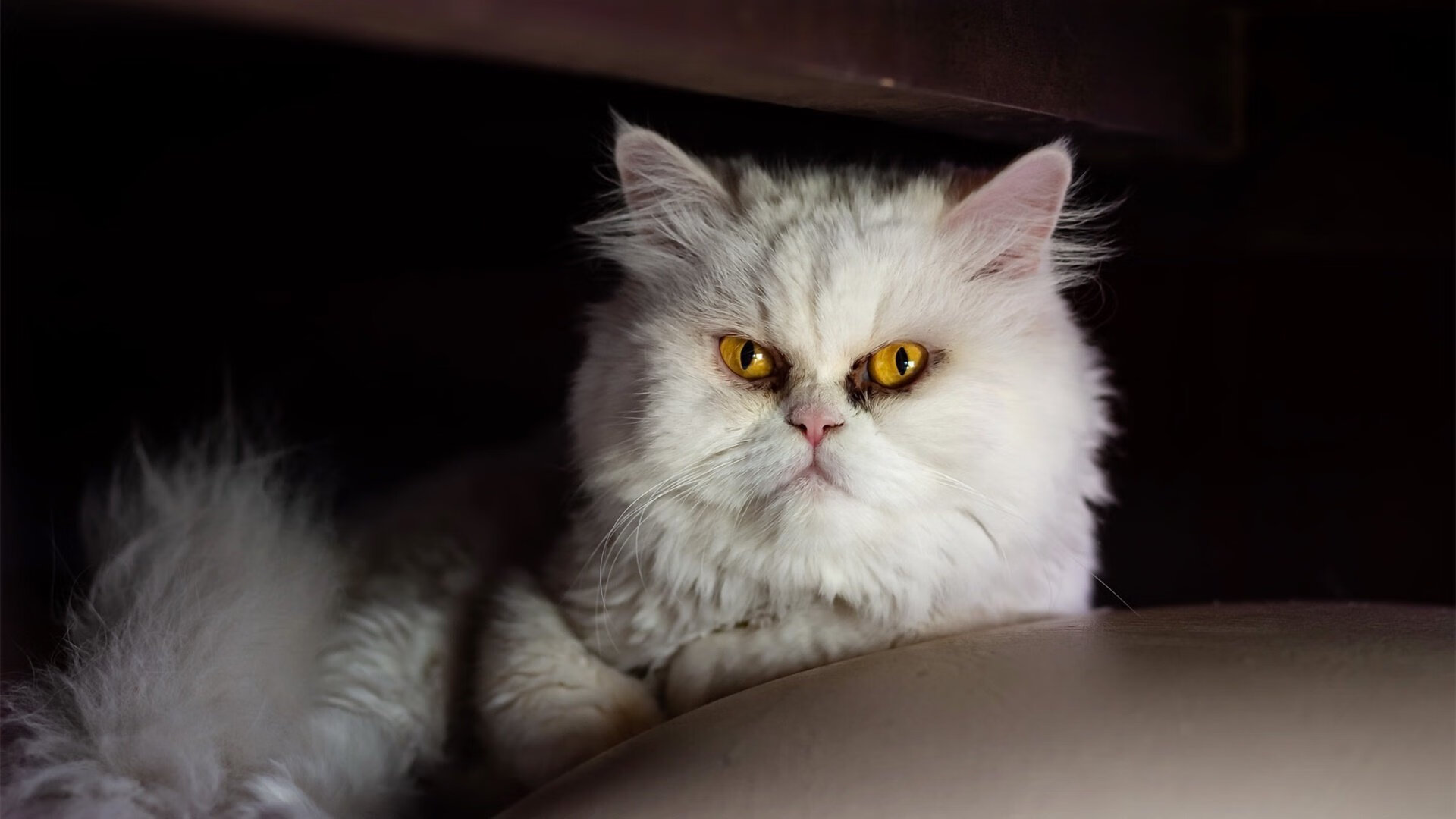 开云体育下载入口-《Dota 2奇迹逆转，见证电竞历史新纪录》，dota1电竞