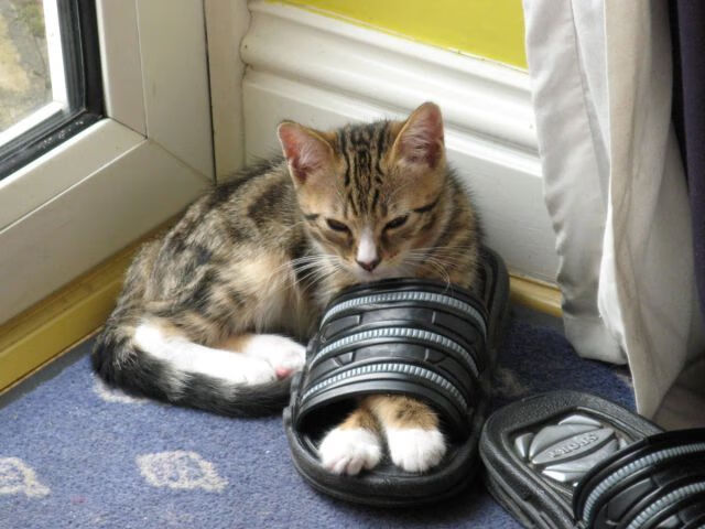 开云娱乐app安全登录-中国足球新媒体平台影响力逐年提升，足球媒体有哪些