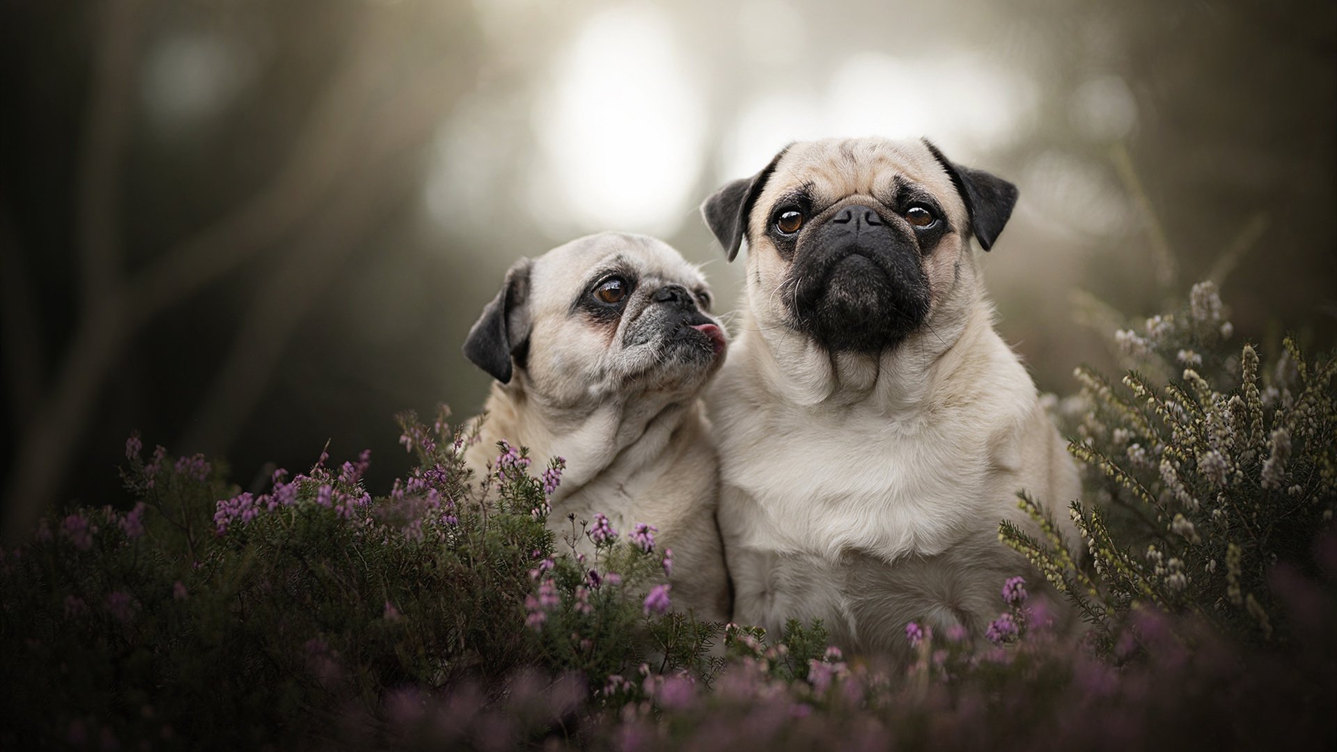 意甲豪门战术创新，精彩配合点燃比赛热情，意甲豪门排名