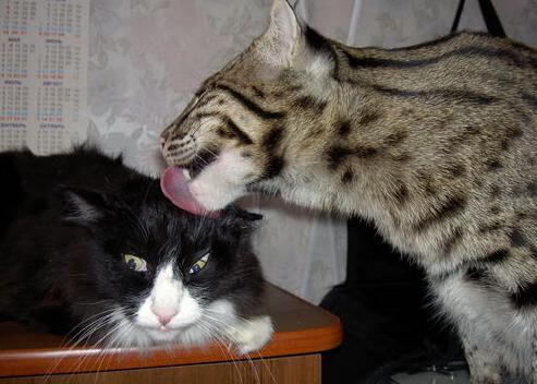 开云网页版-西甲官方宣布实行新裁判判罚准则，确保比赛公平，西甲比赛规则