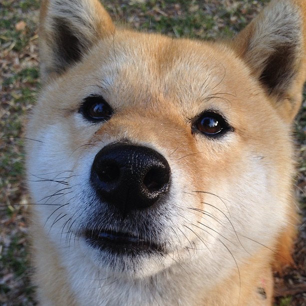 切尔西女足参加国际友谊赛，切尔西女足什么水平