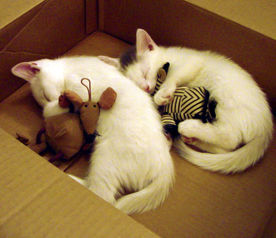 开云体育APP下载-国足主帅接受专访，谈备战背后细节，国足主帅人选最新消息