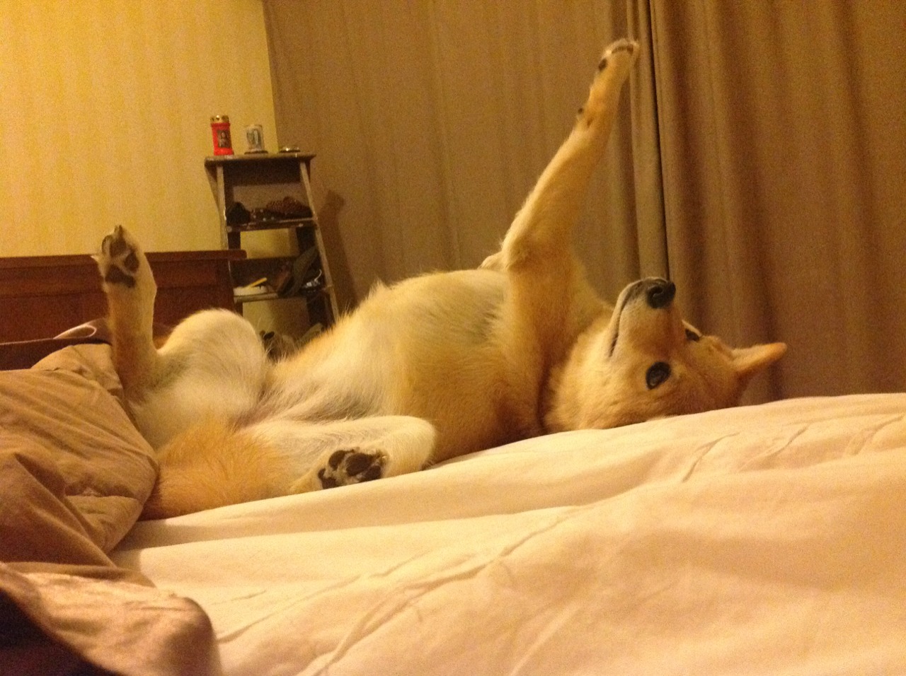 中国篮球教练员战术执行效能提升，篮球教练技能展示