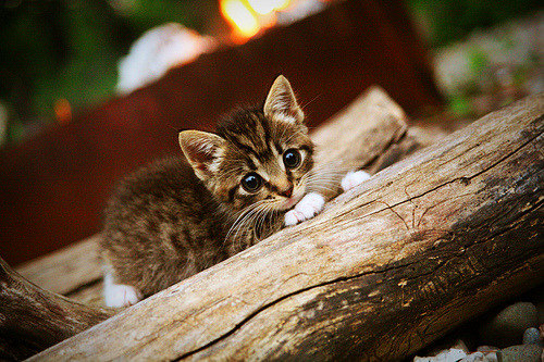 中超年度前场逼抢成功率排行榜，中超抢断榜